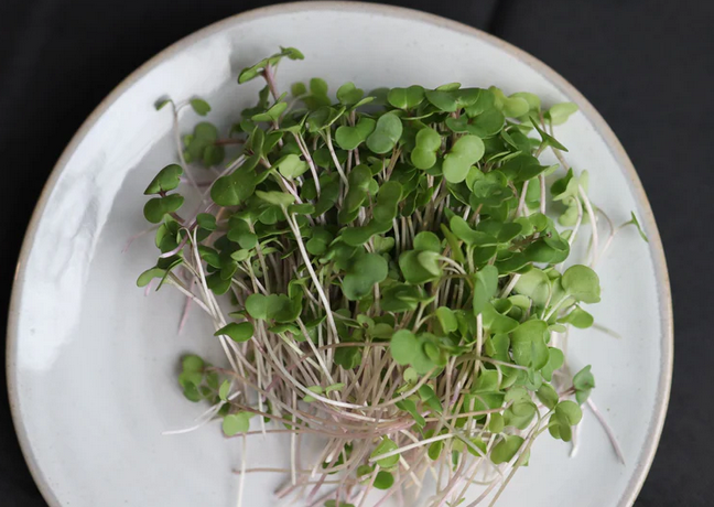 Microgreens- Shamba AZ