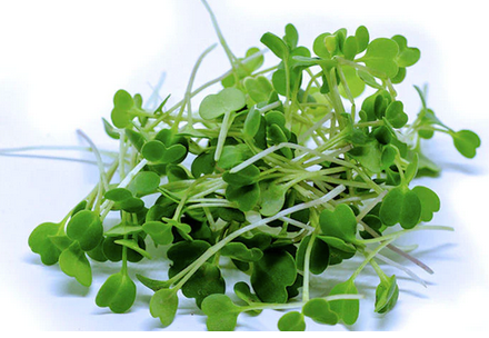 Microgreens- Shamba AZ