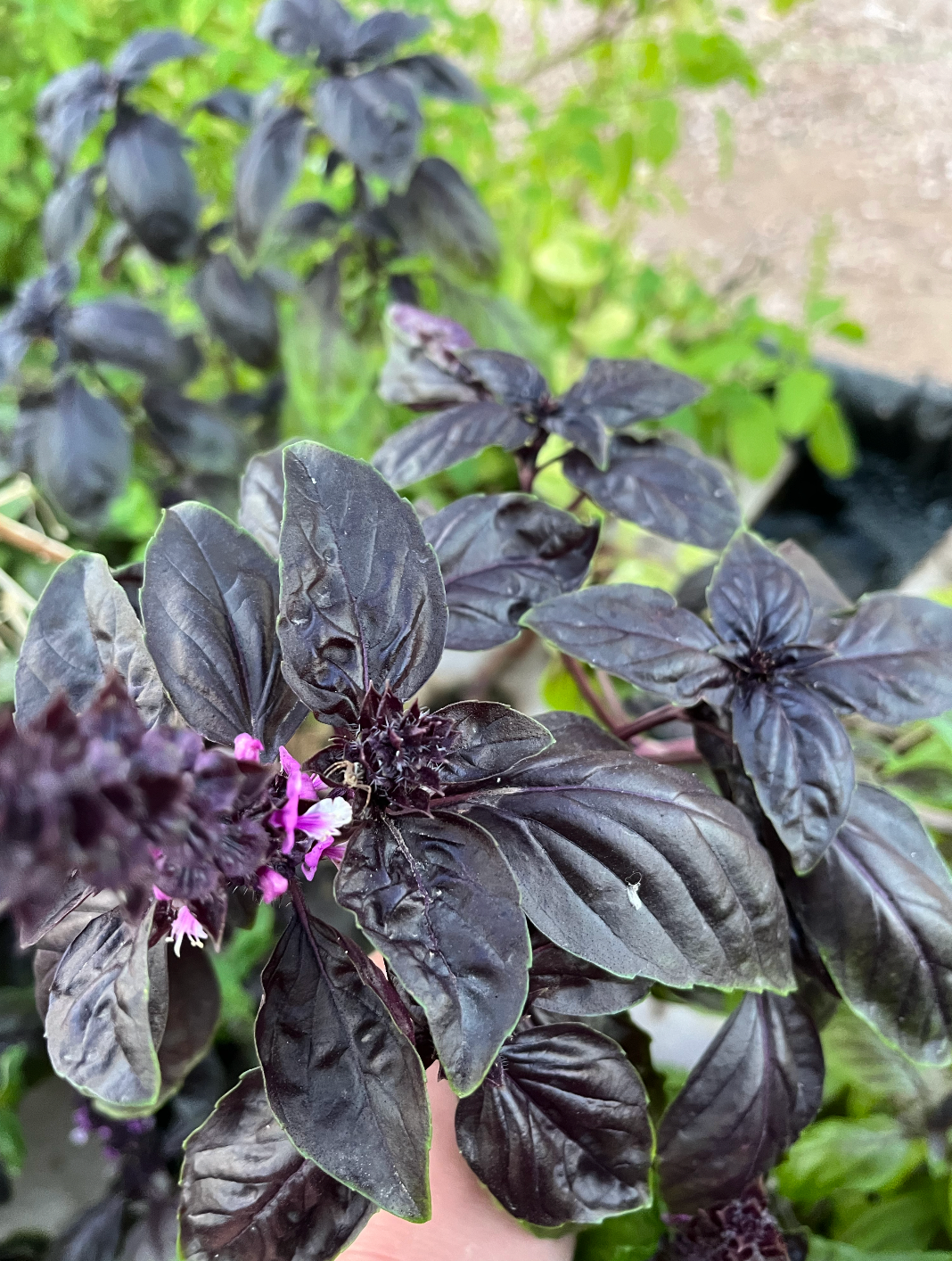 Purple Basil, 2 oz