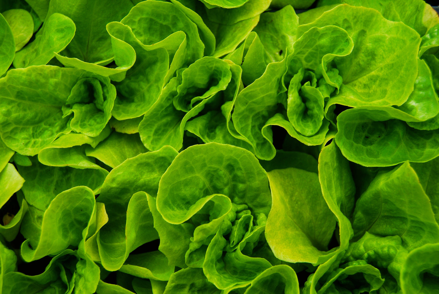 Green Leaf Lettuce, Per Head