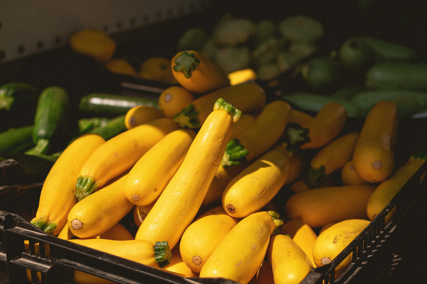 Zucchini, Yellow Cube of Butter, 1 lb