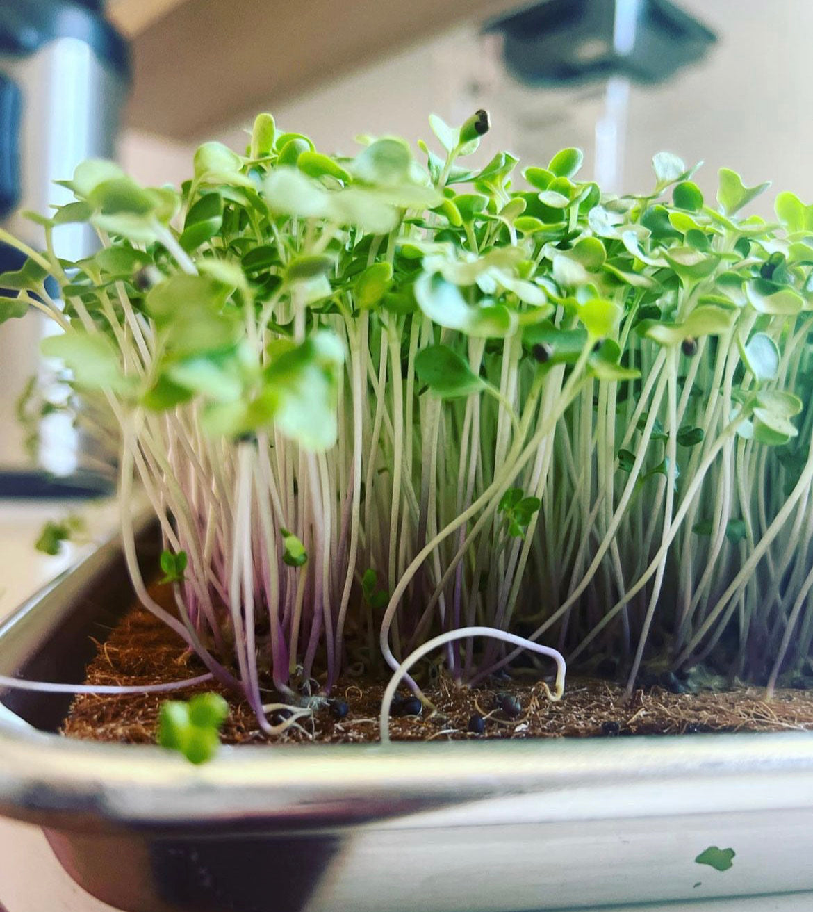 Microgreens- Shamba AZ