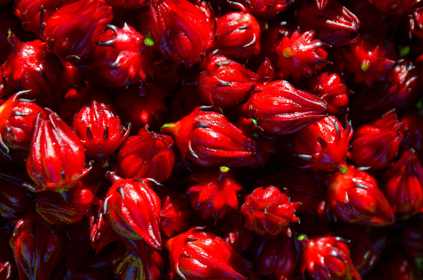 Roselle (Jamaica) Flowers, 8oz
