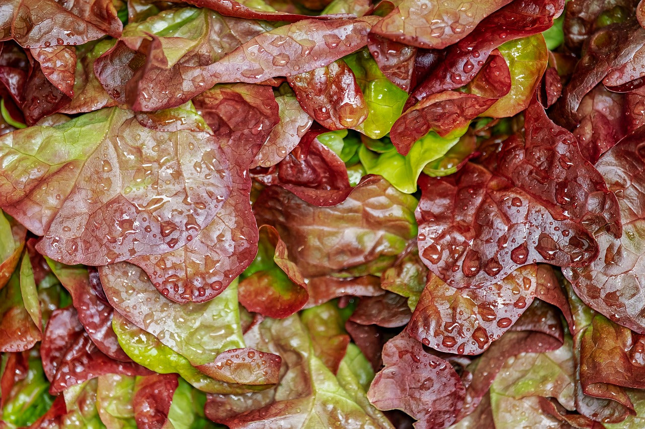 Lettuce Mix, Red Leafy Lettuce, 4 oz