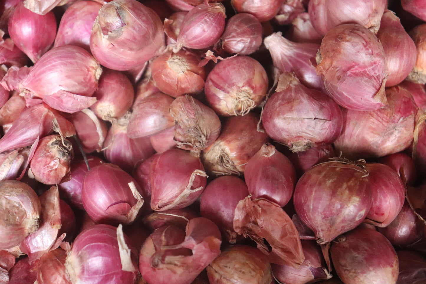 Shallots, 8oz