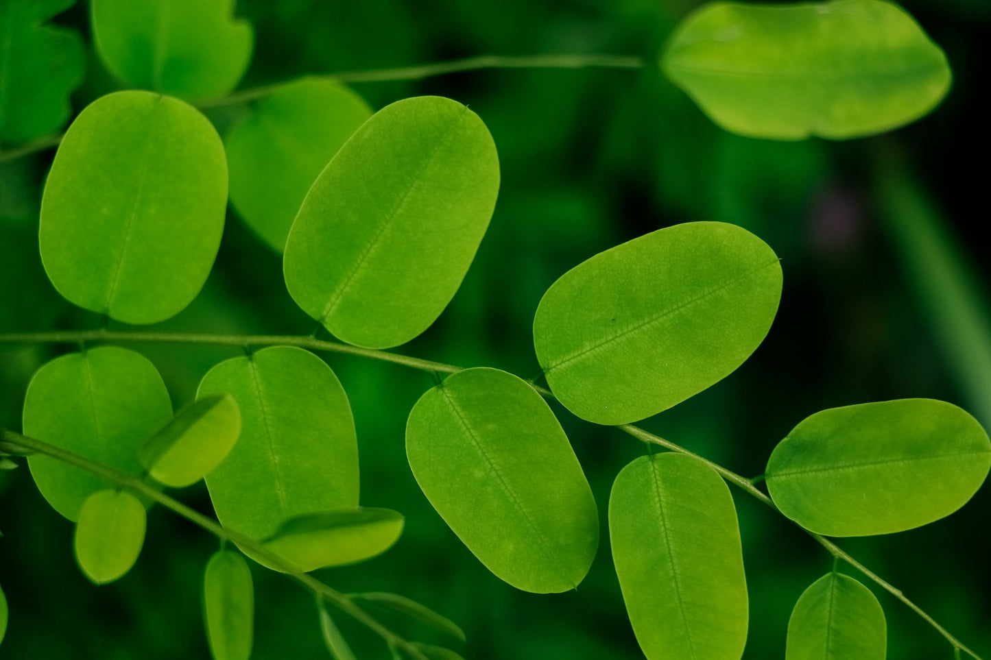 Moringa Leaves, Bunched