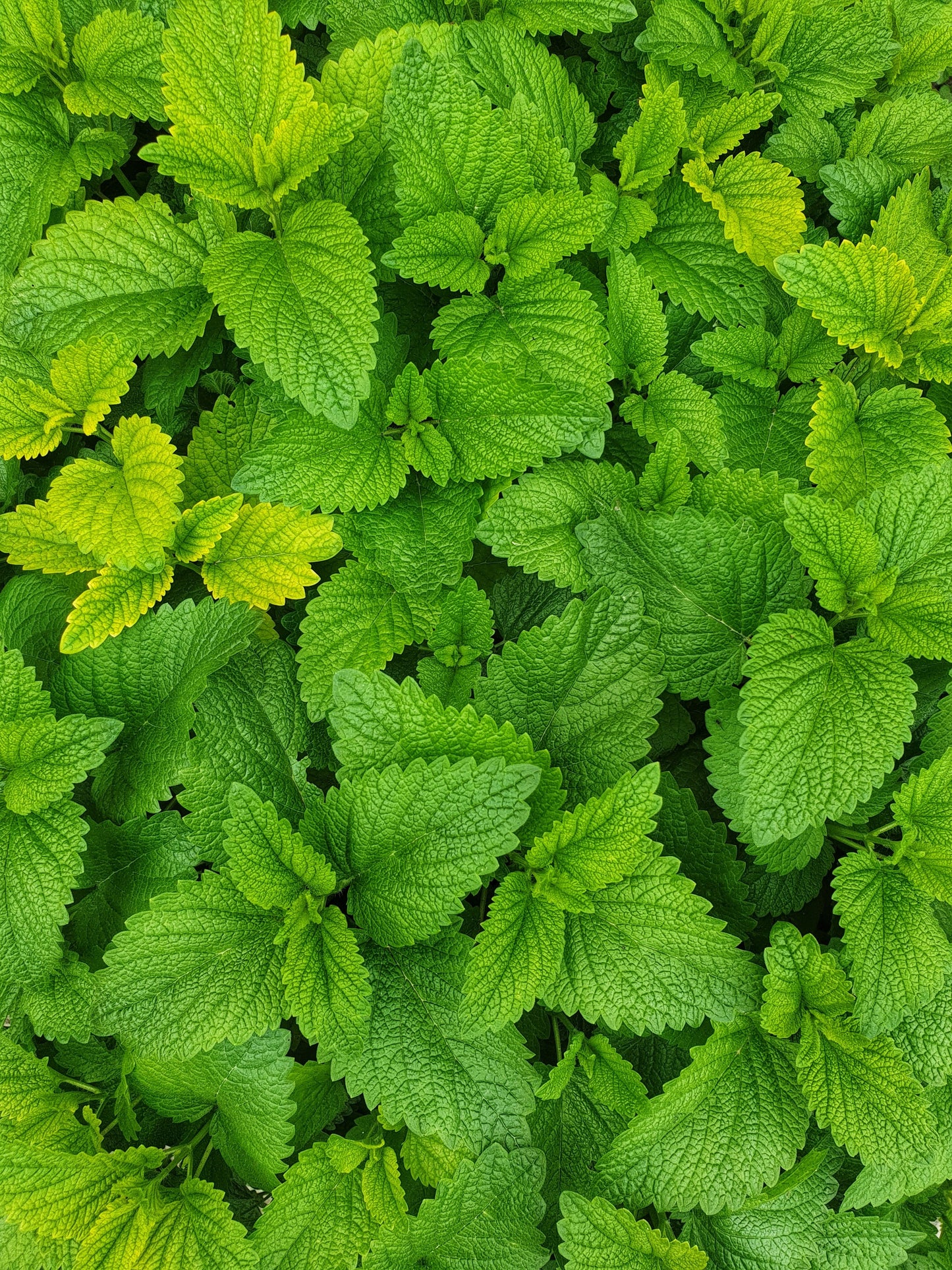 Mint, per bunch