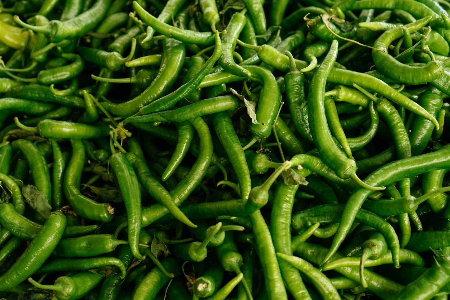 Serrano Green Hot Chili Pepper, Individual