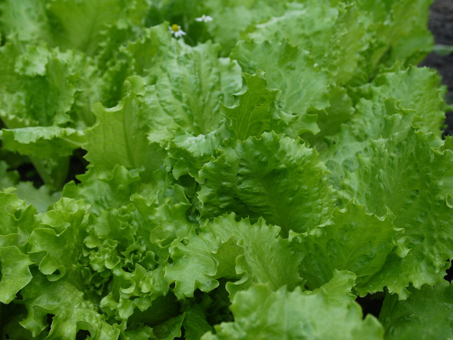 Lettuce, Butterhead, Per Head