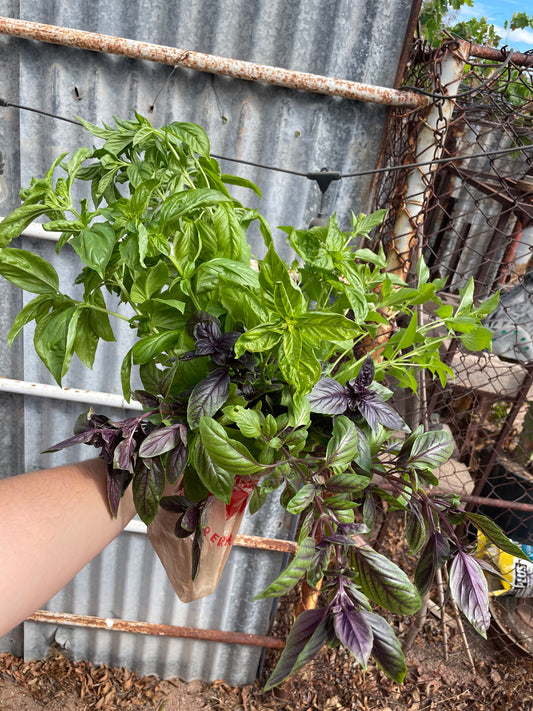 Thai Basil, Bunched