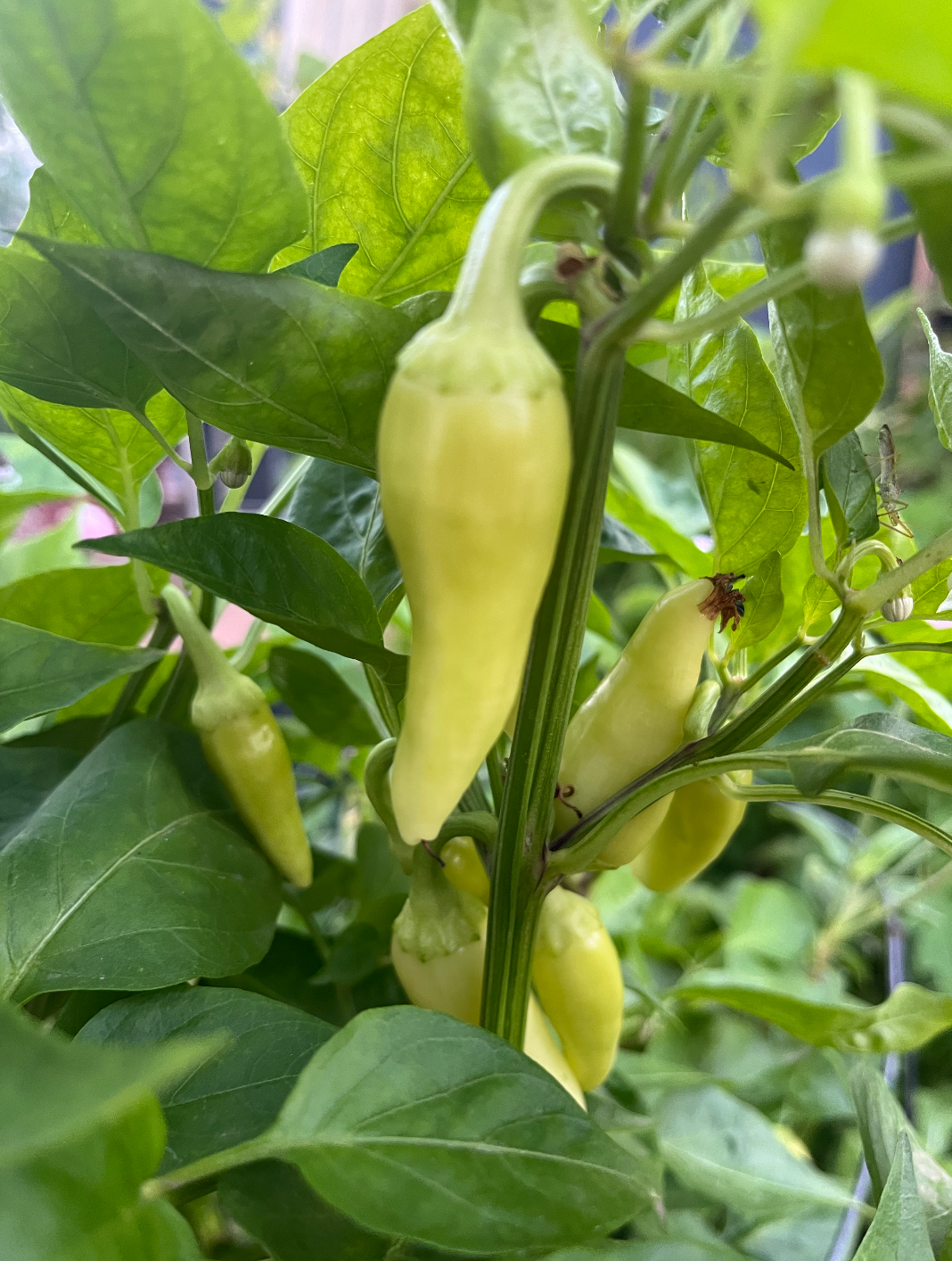Cascabella Yellow Hot Chili Pepper, Each