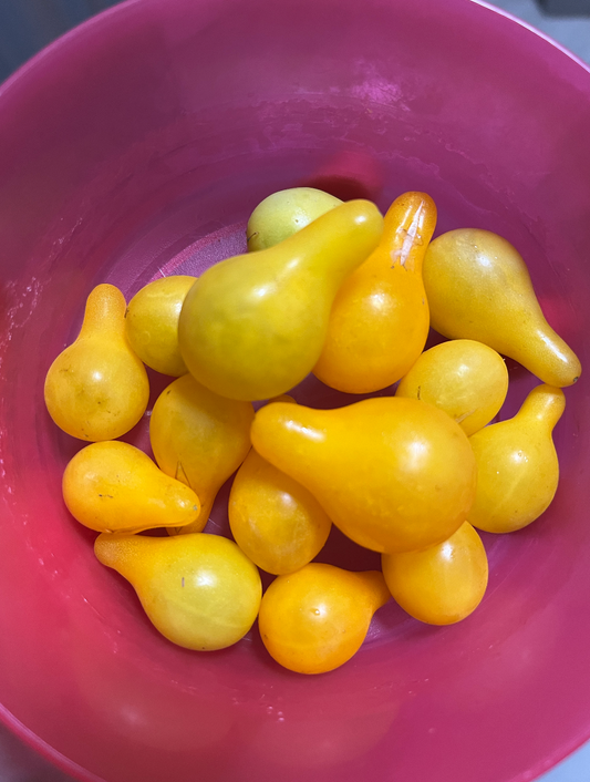 Yellow Pear Cherry Tomatoes, 8 oz
