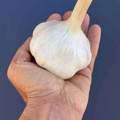 Garlic, 1 lb