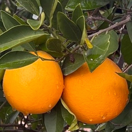 Oranges, Navel, 1 Pound