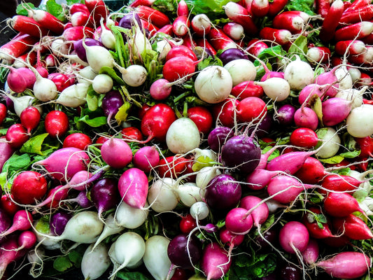 Mixed Round Radishes, Bunched